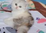 Penelope - Persian Kitten For Sale - East Stroudsburg, PA, US