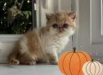 Sir Loki - Persian Kitten For Sale - Arlington Heights, IL, US