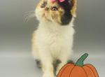 Sweet Daisy - Persian Kitten For Sale - Arlington Heights, IL, US