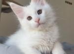 Harley - Maine Coon Kitten For Sale - Boston, MA, US