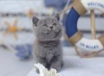 Onika - British Shorthair Kitten For Sale - Gurnee, IL, US