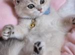 Blue golden British short hair boy - British Shorthair Kitten For Sale - Brooklyn, NY, US