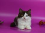 Yoco Longhair - British Shorthair Kitten For Sale - Gurnee, IL, US