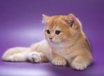 Yuki - British Shorthair Kitten For Sale - Gurnee, IL, US