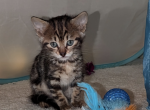 Bengal kittens - Bengal Kitten For Sale - Omaha, NE, US