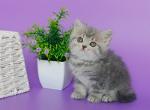 Xanita - British Shorthair Kitten For Sale - Houston, TX, US