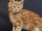 Elwis - Maine Coon Kitten For Sale - Houston, TX, US