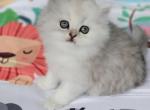 Penny - Persian Kitten For Sale - East Stroudsburg, PA, US