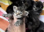 MC babies - Maine Coon Kitten For Sale - 