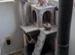 Topaz litter - Sphynx Kitten For Sale - Emmett, ID, US