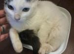 Molly - Turkish Van Kitten For Sale - Castaic, CA, US