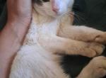 Monet - Turkish Van Kitten For Sale - Castaic, CA, US