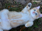 Skull and Cross Cattery - British Shorthair Kitten For Sale - Huntsville, AL, US