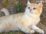 Skull and Cross Cattery - British Shorthair Kitten For Sale - Huntsville, AL, US