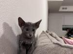 Nani - Oriental Kitten For Sale - 