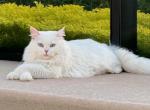 Nusha - Siberian Cat For Sale - Melbourne, FL, US