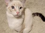 Ragamese Kitten  Athena - Ragdoll Kitten For Sale - 