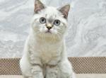 Darin 1 - British Shorthair Kitten For Sale - 