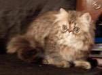 Brown and Red Patched Tabby Persian Female - Persian Kitten For Sale - 