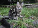 Alfa Maine Coon female - Maine Coon Kitten For Sale - Seattle, WA, US