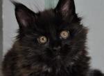 Yaguar Maine Coon male - Maine Coon Kitten For Sale - Seattle, WA, US