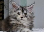 Zhasmin Maine Coon female - Maine Coon Kitten For Sale - Seattle, WA, US