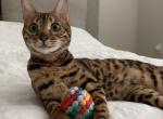 Maya - Bengal Cat For Adoption - Laguna Niguel, CA, US