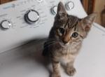 Savannah Kitten male 8 weeks - Savannah Kitten For Sale - 