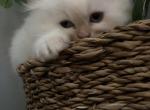 Flame Point - Himalayan Kitten For Sale - Cumberland, MD, US