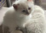 Nimbus - Ragdoll Kitten For Adoption - Roswell, GA, US