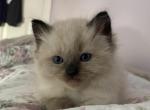 Hayato Seal point - Ragdoll Kitten For Sale - 