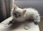 Mila - Ragdoll Kitten For Sale - Roswell, GA, US