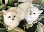 Scottish Straight Shorthair Color Point with Blue - Scottish Fold Kitten For Sale - Orlando, FL, US