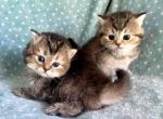 British Dark Golden Sisters - British Shorthair Kitten For Sale - Orlando, FL, US