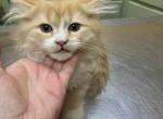 CFA Reg Red White BiColor Doll Face Persian - Persian Kitten For Sale - Conyers, GA, US