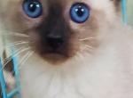 Siamese kitten's ready now - Siamese Kitten For Sale - 