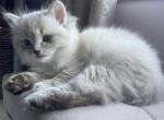 Milo - Ragdoll Kitten For Sale - Roswell, GA, US