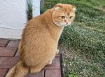 Simba - Scottish Fold Cat For Sale - Fords, NJ, US