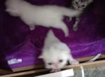 Love for sale - Persian Kitten For Sale - Archer, FL, US