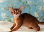 Babies available - Abyssinian Kitten For Sale - 