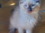 Seal point Balinese kittens - Balinese Kitten For Sale - 