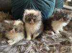 Flower Babies - Persian Kitten For Sale - Mercer, PA, US