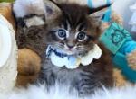 August - Maine Coon Kitten For Sale - 