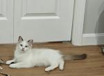 Bicolor Ragdoll Boy - Ragdoll Kitten For Sale - Westborough, MA, US