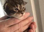 Calico maine coon - Maine Coon Kitten For Sale - 