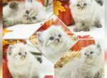 Fifi - Himalayan Kitten For Sale - PA, US