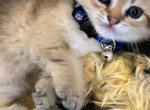 Leo - Scottish Straight Kitten For Sale - 