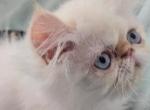 Flame lynx point Himalayan kitten - Himalayan Kitten For Sale - Satellite Beach, FL, US