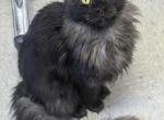 Black Smoke TICA - Maine Coon Cat For Sale - Camp Dix, KY, US