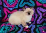 Oopa Loopa's Seal Mitted Boy - Ragdoll Kitten For Sale - New York, NY, US